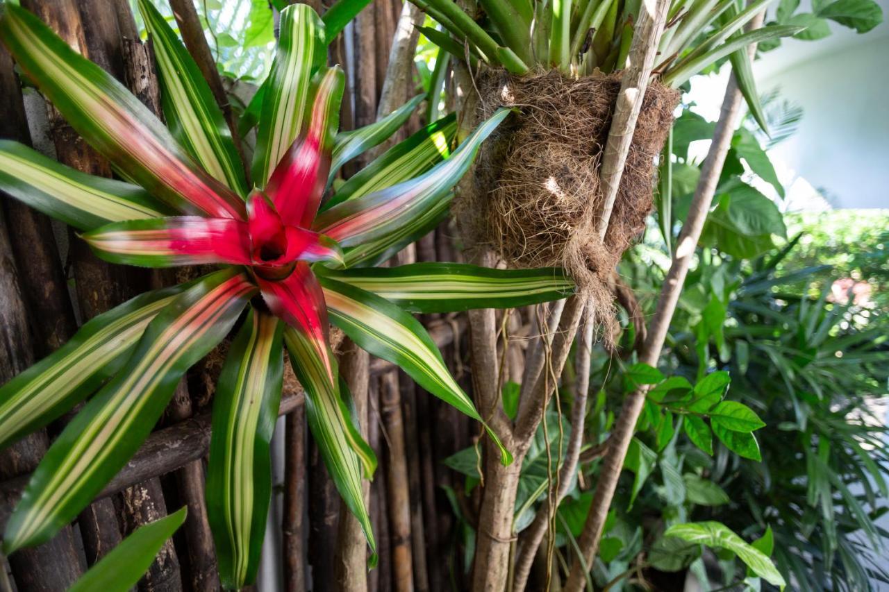 Anjali Casa Divina Hotell Sayulita Eksteriør bilde